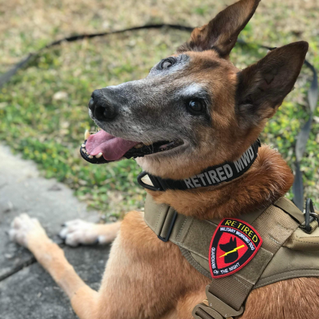 Retired Military Working Dog Bbutler smiling in his Retired vest + collar, sitting outside